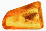 Detailed Fossil Caddisfly (Trichoptera) In Baltic Amber #352915-1